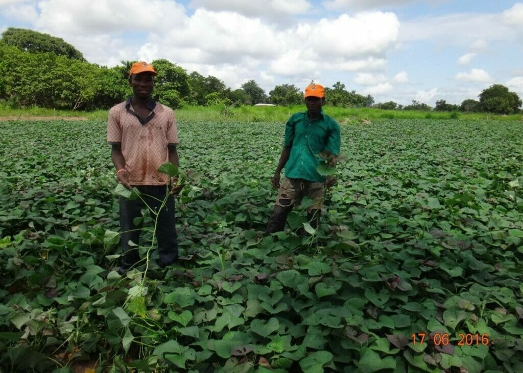 GC-Ghana-RING_Archives_20180829_men-field